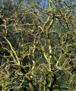 Roots Plants Trees & Shrubs Corkscrew Willow | Salix Matsudana 'Tortuosa'