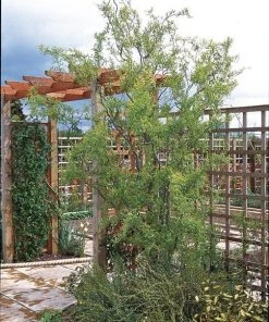 Roots Plants Trees & Shrubs Corkscrew Willow | Salix Matsudana 'Tortuosa' 12 Roots Plants Trees & Shrubs Corkscrew Willow | Salix Matsudana 'Tortuosa'