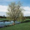 Roots Plants Trees & Shrubs Corkscrew Willow | Salix Matsudana 'Tortuosa'