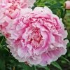 Roots Plants Perennials Peony 'Sarah Bernhardt' | 3L Pot