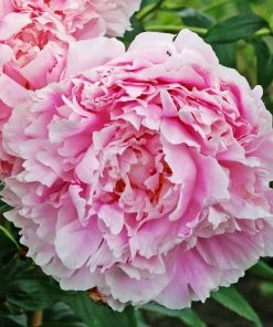 Roots Plants Perennials Peony 'Sarah Bernhardt' | 3L Pot