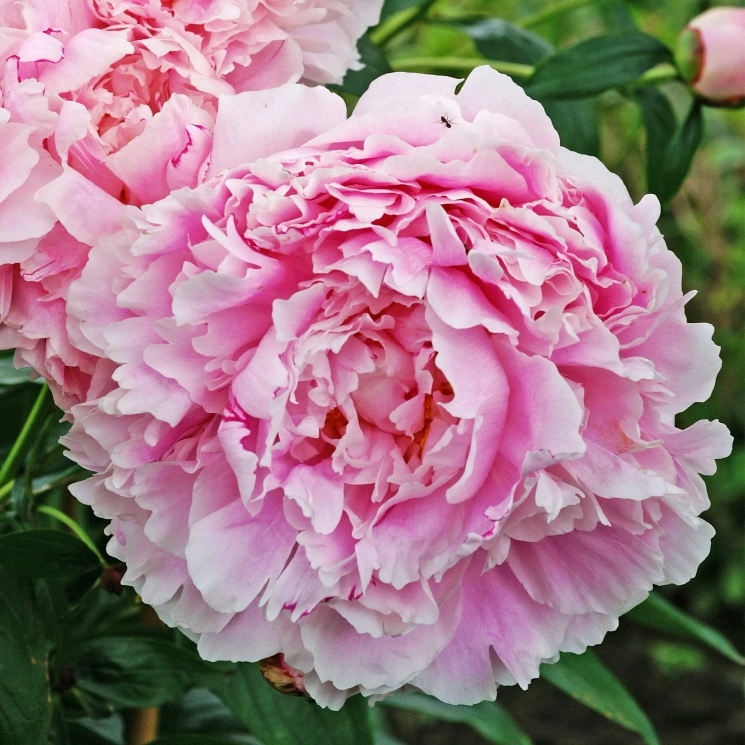 Roots Plants Perennials Peony 'Sarah Bernhardt' | 3L Pot 3 Roots Plants Perennials Peony 'Sarah Bernhardt' | 3L Pot