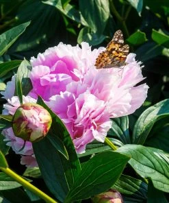 Roots Plants Perennials Peony 'Sarah Bernhardt' | 3L Pot 7 Roots Plants Perennials Peony 'Sarah Bernhardt' | 3L Pot