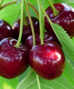 Roots Plants Sasha' Cherry Tree Fruits