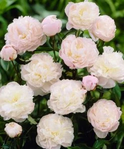 Roots Plants Perennials Peony 'Shirley Temple' | 3L Pot