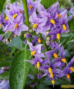 Roots Plants Other Climbing Plants Solanum Crispum 'Glasnevin' | On A 90cm Cane In A 3L Pot