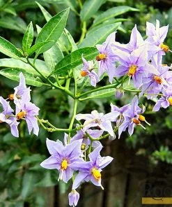 Roots Plants Other Climbing Plants Solanum Crispum 'Glasnevin' | On A 90cm Cane In A 3L Pot