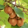 Roots Plants Fruits Solissimo' Kiwi Plant 1 Roots Plants Fruits Solissimo' Kiwi Plant