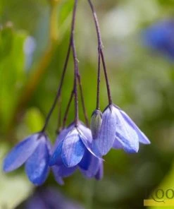 Roots Plants Other Climbing Plants Sollya Heterophylla | On A 90cm Cane In A 3L Pot