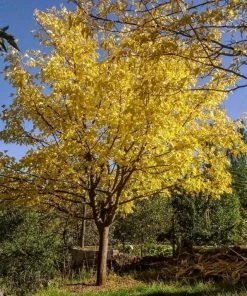 Roots Plants Trees & Shrubs Honeylocust Tree | Gleditsia Triacanthos 'Sunburst'