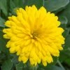 Roots Plants Calendula Power Daisy 'Sunny' | 3L Pot 2 Roots Plants Calendula Power Daisy 'Sunny' | 3L Pot