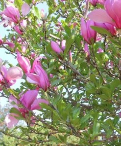 Roots Plants Magnolia 'Susan' Trees & Shrubs