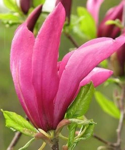 Roots Plants Magnolia 'Susan' Trees & Shrubs