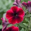 Roots Plants 20cm Petunia Sweetunia 'Suzie Storm' | 1L Pot Petunias