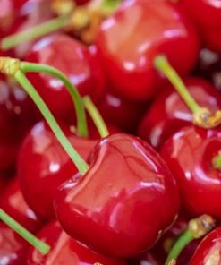 Roots Plants Sweetheart ' Cherry Tree Fruits