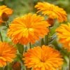 Roots Plants Calendula Power Daisy 'Tango' | 3L Pot Perennials