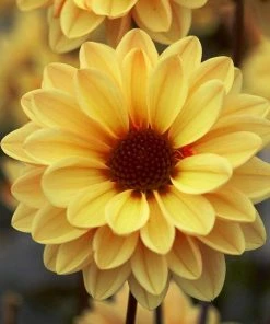 Roots Plants 30cm Dahlia Temptation 'Gold' | 1L Pot