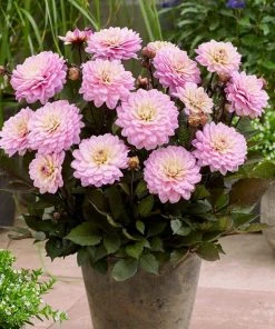 Roots Plants 30cm Dahlia Temptation 'Pink Bicolour' | 1L Pot Dahlias