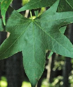 Roots Plants Thea Liquidambar Tree