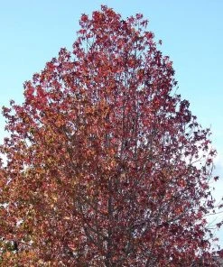 Roots Plants Thea Liquidambar Tree