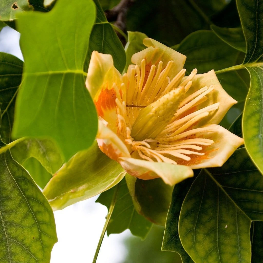 Roots Plants Fastigiate Tulip Tree | Liriodendron Tulipifera Trees & Shrubs 3 Roots Plants Fastigiate Tulip Tree | Liriodendron Tulipifera Trees & Shrubs