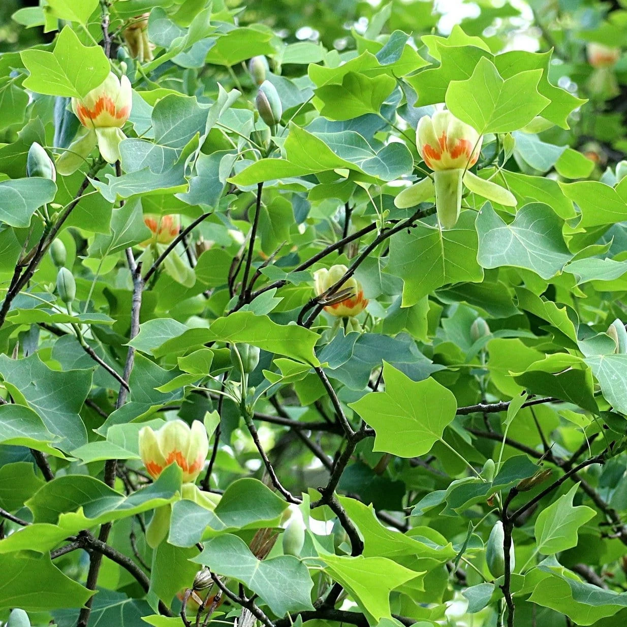 Roots Plants Fastigiate Tulip Tree | Liriodendron Tulipifera Trees & Shrubs 4 Roots Plants Fastigiate Tulip Tree | Liriodendron Tulipifera Trees & Shrubs