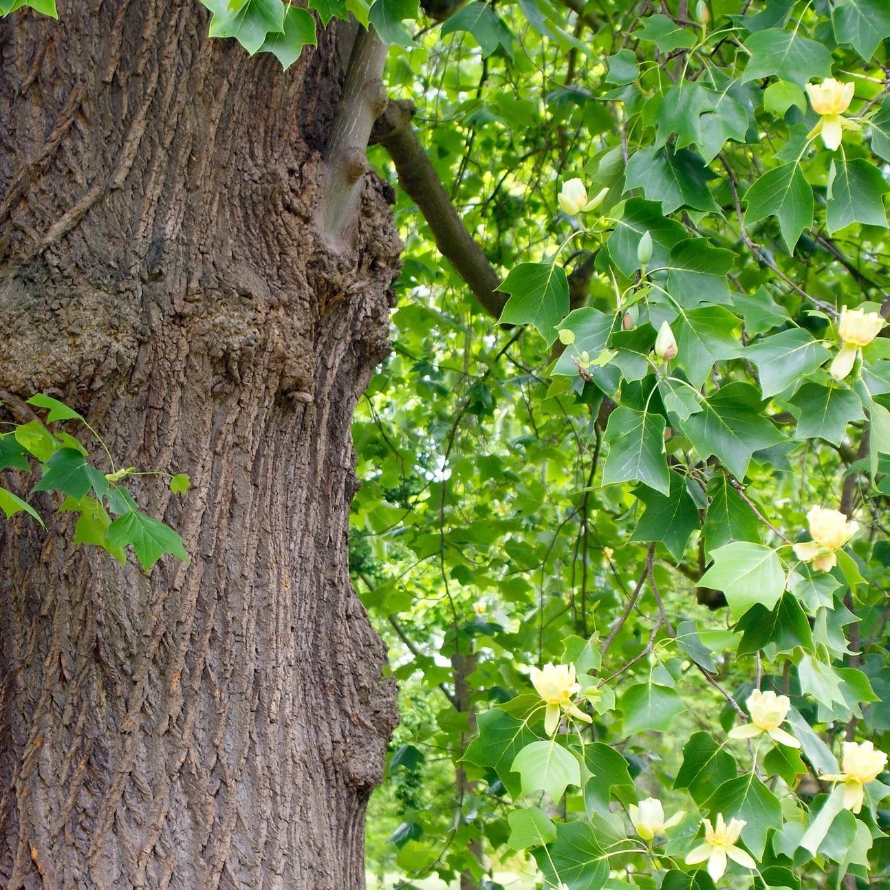 Roots Plants Fastigiate Tulip Tree | Liriodendron Tulipifera Trees & Shrubs 5 Roots Plants Fastigiate Tulip Tree | Liriodendron Tulipifera Trees & Shrubs