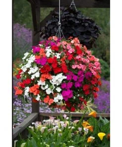 Roots Plants Busy Lizzie Instant Designer Hanging Basket | Impatiens 'Beacon' 13 Roots Plants Busy Lizzie Instant Designer Hanging Basket | Impatiens 'Beacon'