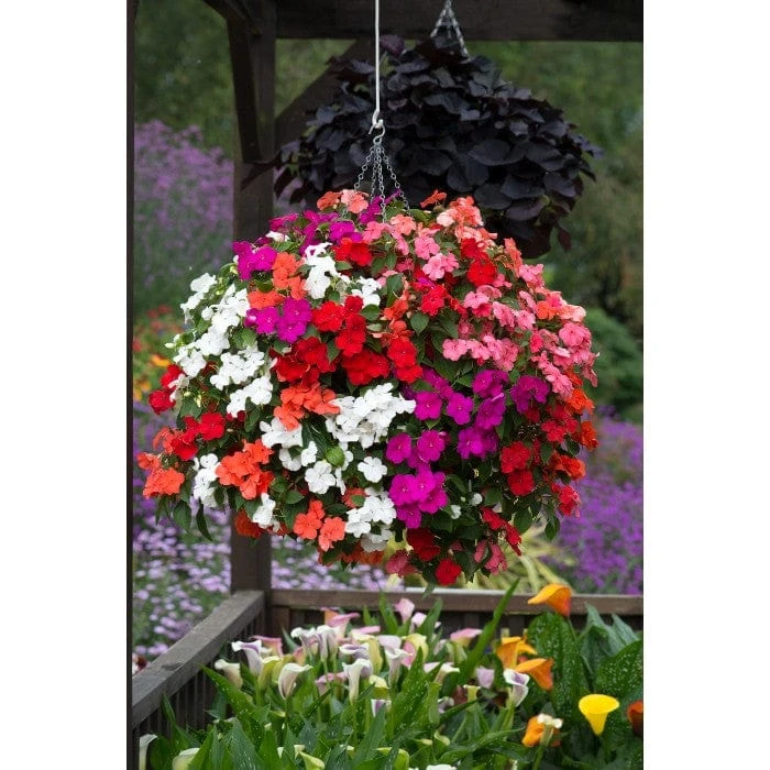 Roots Plants Busy Lizzie Instant Designer Hanging Basket | Impatiens 'Beacon' 5 Roots Plants Busy Lizzie Instant Designer Hanging Basket | Impatiens 'Beacon'