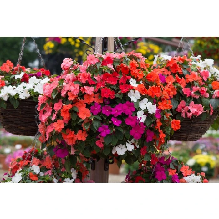 Roots Plants Busy Lizzie Instant Designer Hanging Basket | Impatiens 'Beacon' 4 Roots Plants Busy Lizzie Instant Designer Hanging Basket | Impatiens 'Beacon'
