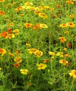 Roots Plants Small Organic Veg Companion Plant Pack Companion Plants