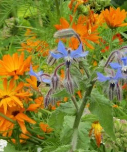 Roots Plants Organic Edible Flower Pack | 40 Plants All Vegetable Plants