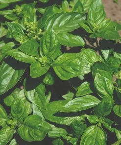 Roots Plants 3 Organic British Basil Plants