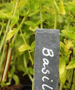 Roots Plants 3 Organic British Basil Plants
