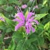 Roots Plants Herbs 3 Organic Wild Bergamot Plants