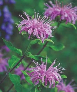 Roots Plants Herbs 3 Organic Wild Bergamot Plants