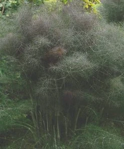 Roots Plants 3 Organic Bronze Fennel Plants