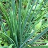 Roots Plants 3 Organic Chives Plants Herbs