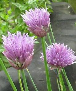 Roots Plants 3 Organic Chives Plants Herbs