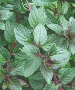 Roots Plants 3 Organic Chocolate Mint Plants Herbs