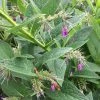 Roots Plants Herbs 3 Organic Comfrey Plants | The Perfect Companion Plant