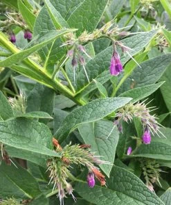 Roots Plants Herbs 3 Organic Comfrey Plants | The Perfect Companion Plant