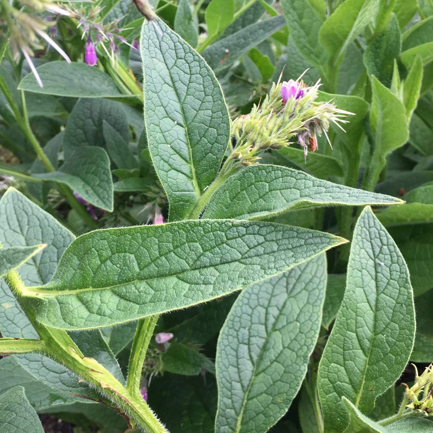 Roots Plants Herbs 3 Organic Comfrey Plants | The Perfect Companion Plant 4 Roots Plants Herbs 3 Organic Comfrey Plants | The Perfect Companion Plant