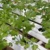Roots Plants Herbs 3 Organic Coriander Plants 1 Roots Plants Herbs 3 Organic Coriander Plants