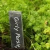Roots Plants 3 Organic Curly Parsley Plants Herbs