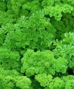 Roots Plants 3 Organic Curly Parsley Plants Herbs 8 Roots Plants 3 Organic Curly Parsley Plants Herbs
