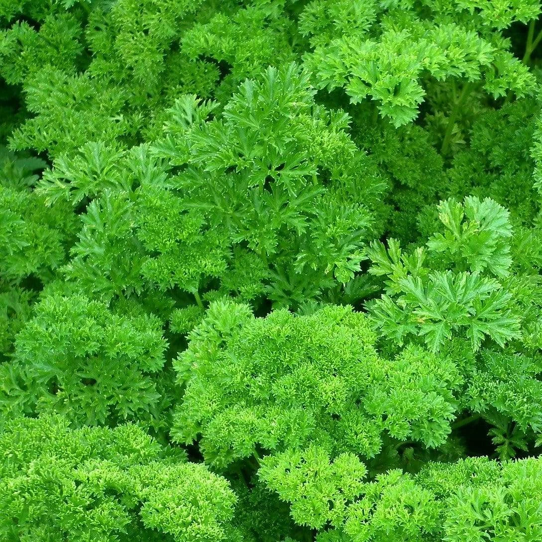 Roots Plants 3 Organic Curly Parsley Plants Herbs 5 Roots Plants 3 Organic Curly Parsley Plants Herbs