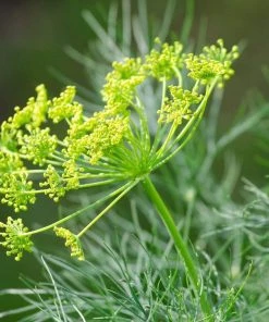 Roots Plants 3 Organic Fernleaf Dill Plants Herbs