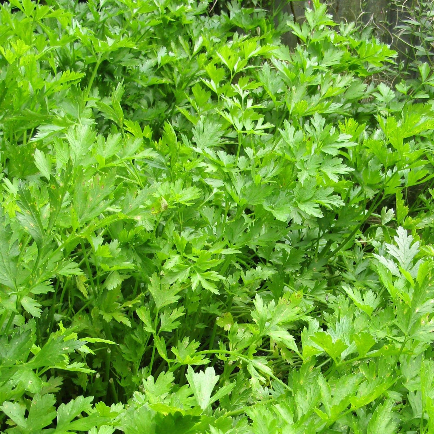 Roots Plants 3 Organic Flat Leaf Parsley Plants Herbs 4 Roots Plants 3 Organic Flat Leaf Parsley Plants Herbs