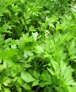 Roots Plants 3 Organic Flat Leaf Parsley Plants Herbs 8 Roots Plants 3 Organic Flat Leaf Parsley Plants Herbs